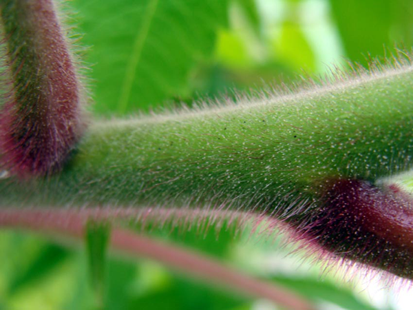 A plant stem