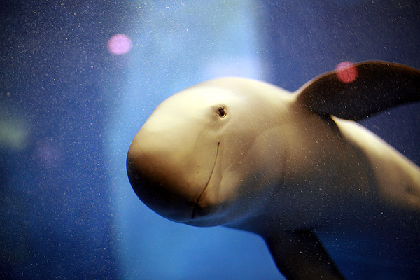 Porpoise
